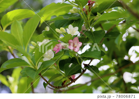ハコネウツギの花 ハコネウツギの花 78006871