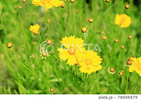 オオキンケイギクの花 78006879