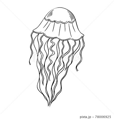 Jellyfish outline hand-drawn doodle marine sketch, underwater jelly fish illustration, medusa line art drawing animal , tattoo sketch . Jellyfish outline hand-drawn doodle marine sketch, underwater jelly fish illustration, medusa line art drawing animal , tattoo sketch . 78006925