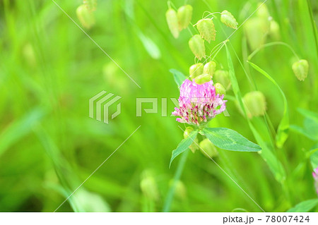 レッドクローバーの花 78007424