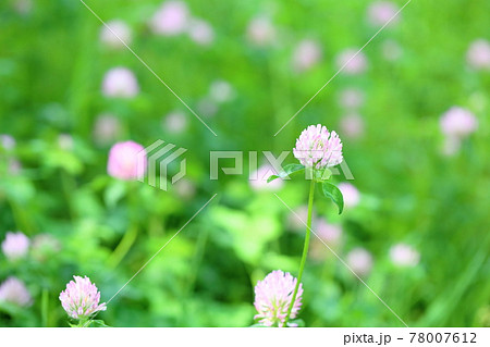 レッドクローバーの花 レッドクローバーの花 78007612