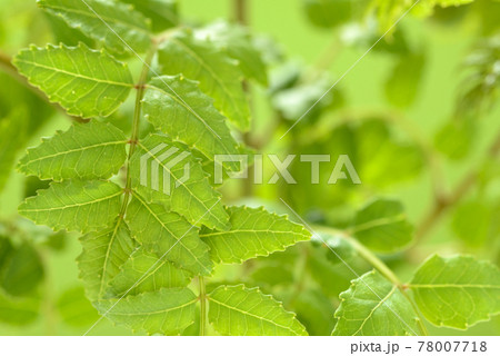 山椒の葉の写真素材