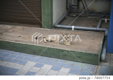 早朝の石垣島　730交差点近くの猫 78007754