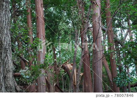 台風後に折れた木 台風後に折れた木 78007846