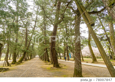 島根県出雲市 出雲大社へ進む松の参道 島根県出雲市 出雲大社へ進む松の参道 78007847