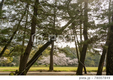 島根県出雲市　出雲大社へ進む松の参道の向こうに咲く桜 78007849