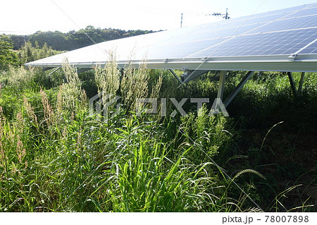 雑草が生い茂った太陽光発電所 78007898