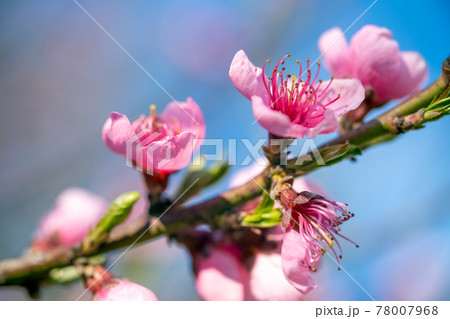 Peach tree flowers at spring Peach tree flowers at spring 78007968