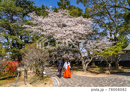 山口県萩市　松陰神社内の桜咲く学びの道を歩く巫女さん 78008082