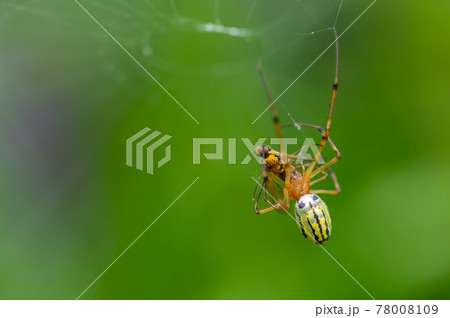 キアシキンシギアブを捕まえたチュウガタシロカネグモ　 78008109