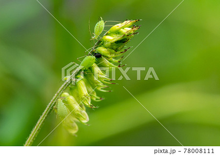 エンドウヒゲナガアブラムシ 78008111