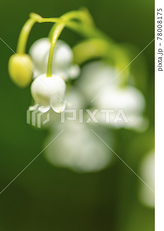 小さい花が可愛らしいスズランの写真素材