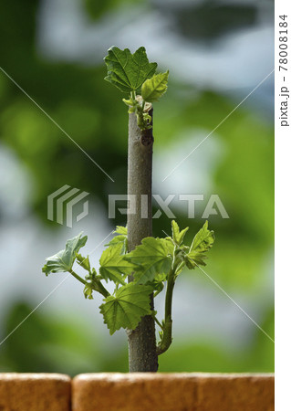 酔芙蓉　挿し木イメージ （ fix撮影 ） 78008184