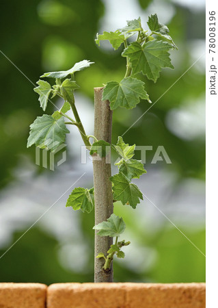 酔芙蓉 挿し木イメージ Fix撮影 の写真素材