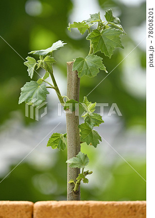 酔芙蓉　挿し木イメージ （ fix撮影 ） 78008201