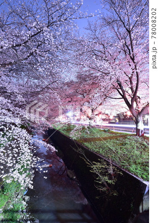 ライトアップされた桜 78008202