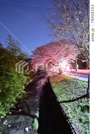 ライトアップされた桜 78008203