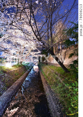 ライトアップされた桜 78008213