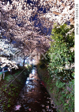 ライトアップされた桜 78008216