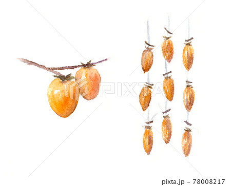 渋柿と吊るし柿、干し柿の水彩イラスト 78008217