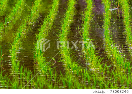 水田 イメージ 水田 イメージ 78008246