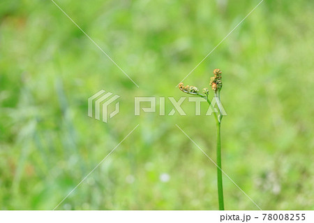 山菜 ワラビ 山菜 ワラビ 78008255