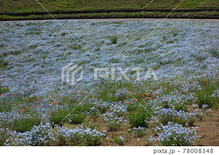 八王子山公園(太田市北部運動公園)ネモヒラ 八王子山公園(太田市北部運動公園)ネモヒラ 78008348