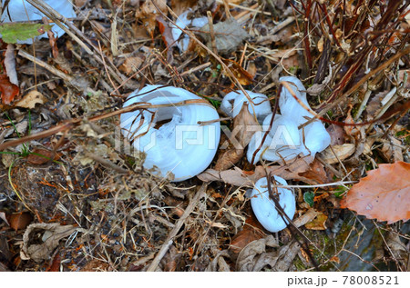 シモバシラ 78008521