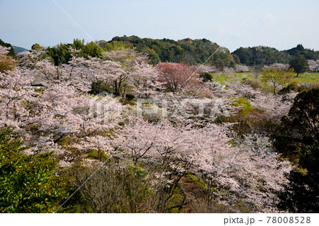 丸岡公園の桜 78008528