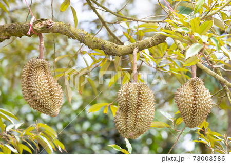 Monthong Durian fruit on tree 78008586