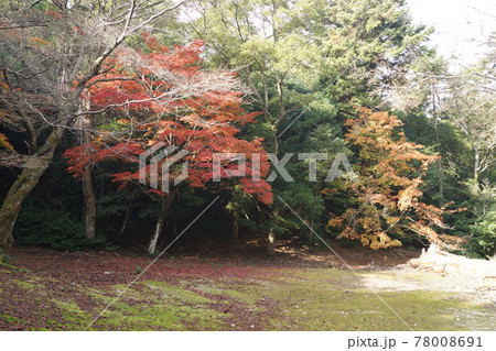 広島県 廿日市市 宮島町 大元公園の紅葉 広島県 廿日市市 宮島町 大元公園の紅葉 78008691