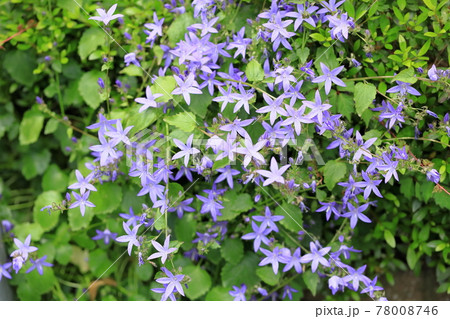 チョウジソウの花 78008746