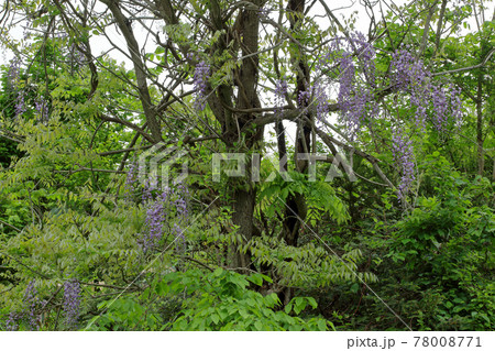 樹林のフジの花咲く　福島県只見町 78008771