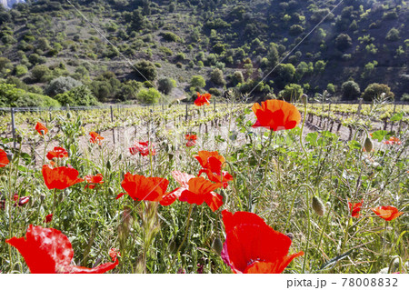 Red poppies bloom on blurred background of vineyards and hills. terroir concept 78008832