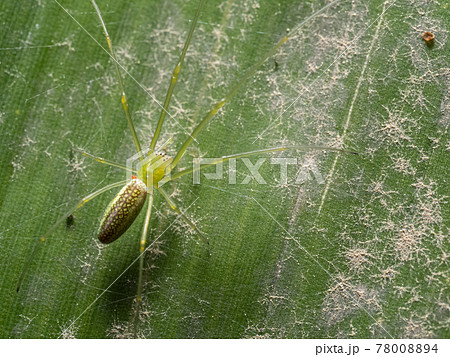 葉の上に潜むウロコアシナガグモ 78008894