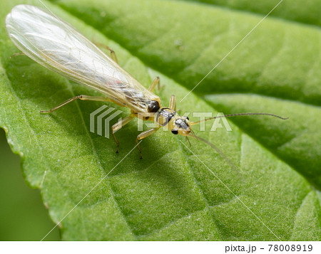 葉の上を歩くセスジミドリカワゲラ 78008919