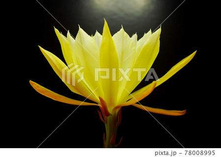 黄色い孔雀サボテンの花03 78008995