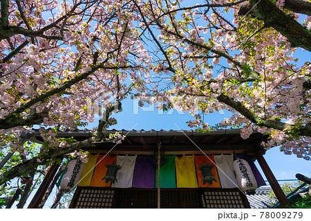 京都　雨宝院の桜 78009279