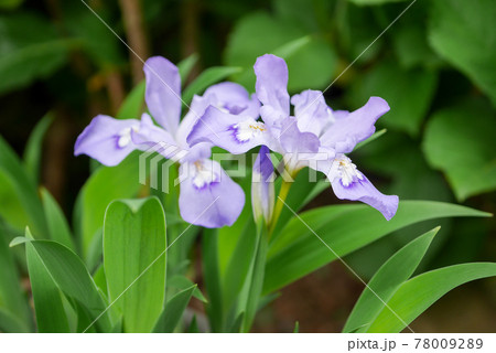 薄紫のヒメシャガ20210502 78009289