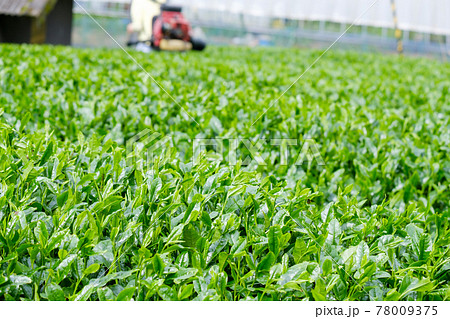 新緑の茶畑 新茶 梅雨 京都府和束町 新緑の茶畑 新茶 梅雨 京都府和束町 78009375