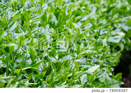 新緑の茶畑　新茶　梅雨　京都府和束町 78009387