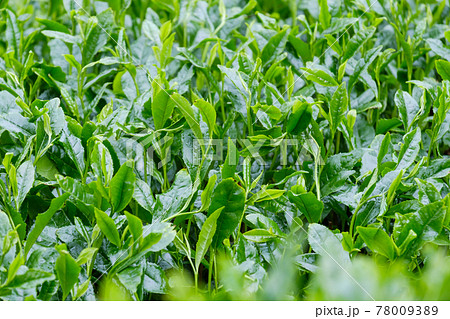 新緑の茶畑 新茶 梅雨 京都府和束町 新緑の茶畑 新茶 梅雨 京都府和束町 78009389