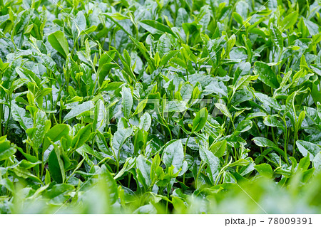 新緑の茶畑　新茶　梅雨　京都府和束町 78009391