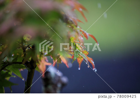 早梅雨の風景 早梅雨の風景 78009425
