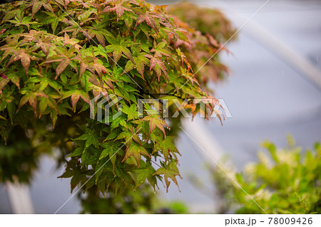 早梅雨の風景 78009426