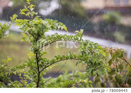 早梅雨の風景 早梅雨の風景 78009445
