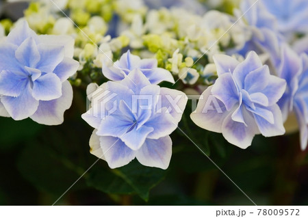 アジサイ 78009572