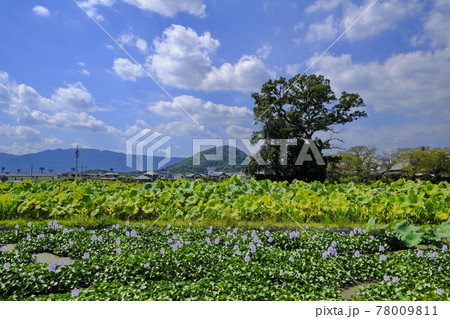 本薬師寺跡と田園風景 78009811