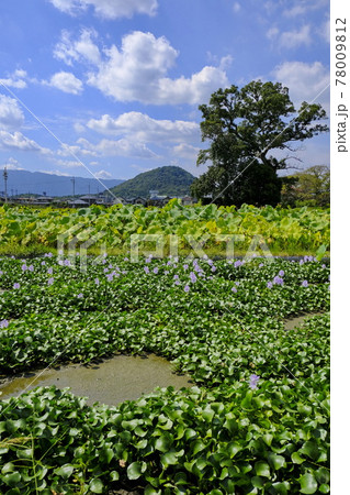 本薬師寺跡と田園風景 本薬師寺跡と田園風景 78009812