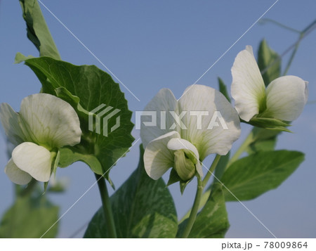 エンドウ豆の花の写真素材